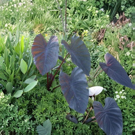 Black Ruffle Colocasia Plant – Live Elephant Ear | Colocasia esculenta ‘Black Ruffle’ | 6–15 Inch Starter | Dark Ruffled Foliage | Tropical Plant