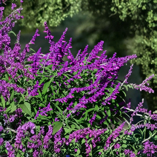 Mexican Sage ‘Santa Barbara’ Live Plant – Salvia leucantha | 6–10 Inch Starter | Purple Rose-Lavender Flowers | Drought Tolerant | Free Shipping
