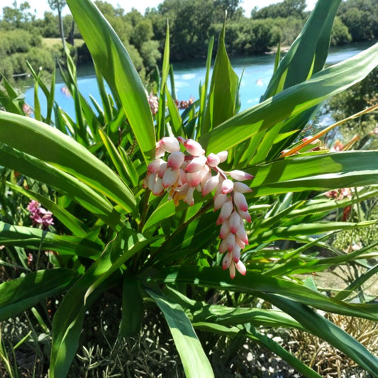 Shell Ginger – Alpinia zerumbet Live Rhizome | 1 Large Rhizome | Tropical Ornamental Plant | Fragrant Exotic Flowers