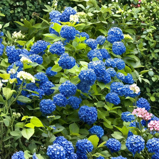 Hydrangea ‘Nikko Blue’ Live Starter Plant – Hydrangea macrophylla | 6–12 Inches Tall | 2.5 x 3.5 Inch Pot | Mophead Hydrangea | Blue & Pink Flowers | Zones 6–9