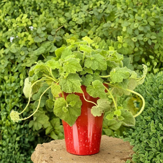 Piggyback Plant – Tolmiea menziesii Live Plant | 4-Inch Pot | Shade Loving Ground Cover | Indoor Houseplant | Easy Care | Lush Green Foliage