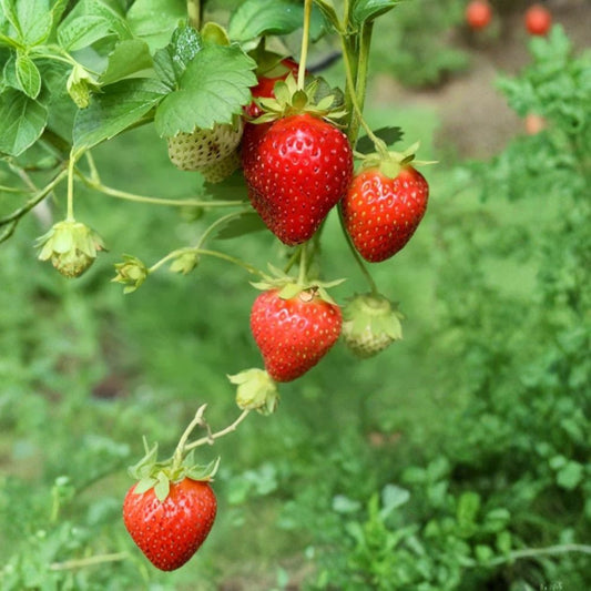 Strawberry Tree Plant – 2 Live Muntingia calabura Starters | Tropical Fruit Tree | Edible Strawberry-Like Fruit | USDA Zones 9–11 | Bare Root