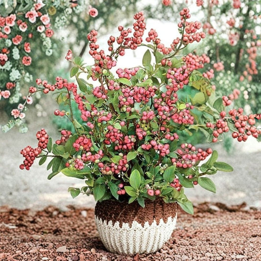 Pink Lemonade Blueberry – Vaccinium Live Plant | 3–8 Inches Tall | 3 Inch Nursery Pot | Rabbiteye Blueberry | Edible Fruit Shrub