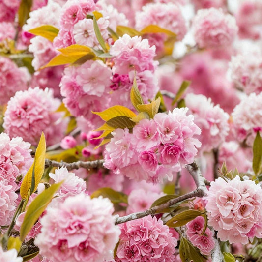 Kwanzan Japanese Cherry Tree – Prunus serrulata 'Kwanzan' | 6–12 Inch Live Plant | 2.5 Inch Pot | Double Pink Spring Blooms | Ornamental Flowering Tree
