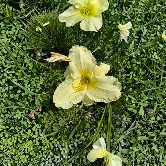 Hemerocallis 'Sunday Gloves' Daylily – 3 Bare Root Plants | Grade #1 Roots | Hardy Perennial Flower | Easy to Grow | Garden Favorite