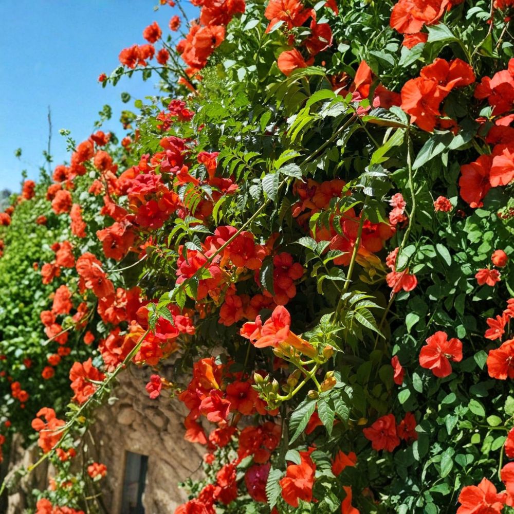 Orange Trumpet Vine – Campsis radicans Live Bare Root Plants | 5 Live Vines | Orange Trumpet Flowers | Hummingbird Friendly | Fast Growing