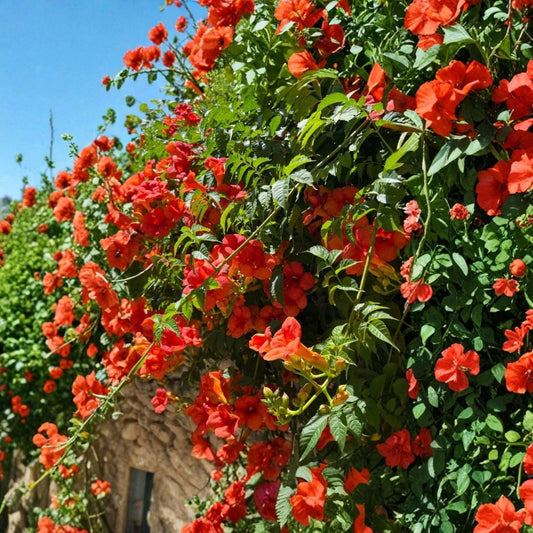 Orange Trumpet Vine – Campsis radicans Live Bare Root Plants | 5 Live Vines | Orange Trumpet Flowers | Hummingbird Friendly | Fast Growing
