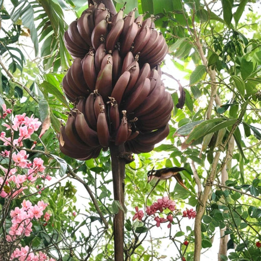 Cuban Red Banana Live Plant – Red Dacca Banana | Exotic Fruit Tree | Jamaican Red Banana | Tropical Edible Plant | Backyard Garden & Container Friendly