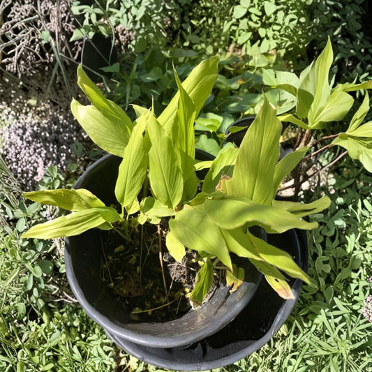 Yellow Turmeric Plant – Curcuma longa Live Rhizomes | 3 Live Plants | 1–3 Inch Sprouts | Ready to Plant | Tropical Herb | Easy to Grow