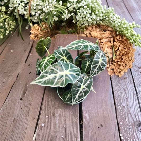 Mandalay Alocasia Live Plants – 2 Starter Plants | Alocasia Tropical Foliage | 4–6 Inch Tall | Indoor Houseplant | No Pot