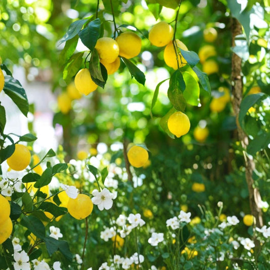 Meyer Lemon Tree Seedling – Citrus Live Plant | 1–6 Inches Tall | Young Lemon Tree | Edible Fruit Tree | Indoor & Outdoor