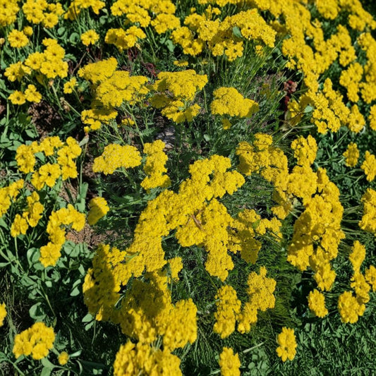 Live Moonshine Yarrow Plant (Achillea 'Moonshine') | Bare Root Perennial | Bright Yellow Blooms | Easy to Grow | Pollinator Friendly