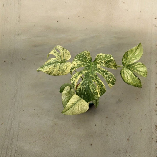 Monstera Mint – Rare Live Plant | 4–6 Inches Tall | Bare Root | Mint Variegated Monstera | Tropical Houseplant