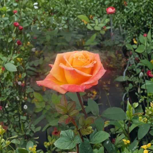 Arizona Grandiflora Rose Live Plant – 2 Gallon Size | Orange & Yellow Rose Bush | Repeat Blooming Garden Rose | Vibrant Landscape Shrub | Includes Rooted Live Plant