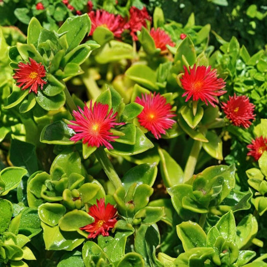 Red Ice Plant – Delosperma Live Succulent | 4 Inch Pot | 1 Clump per Pot | Colorful Red Blooms | Low-Growing Groundcover | Easy Care Garden Plant