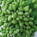 Mexican Sour Gherkin – Melothria scabra Seeds | 50 Organically Grown Seeds | Mouse Melon Cucamelon Variety | Garden & Container Friendly | Easy to Grow