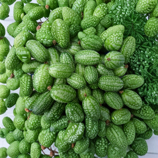 Mexican Sour Gherkin – Melothria scabra Seeds | 50 Organically Grown Seeds | Mouse Melon Cucamelon Variety | Garden & Container Friendly | Easy to Grow