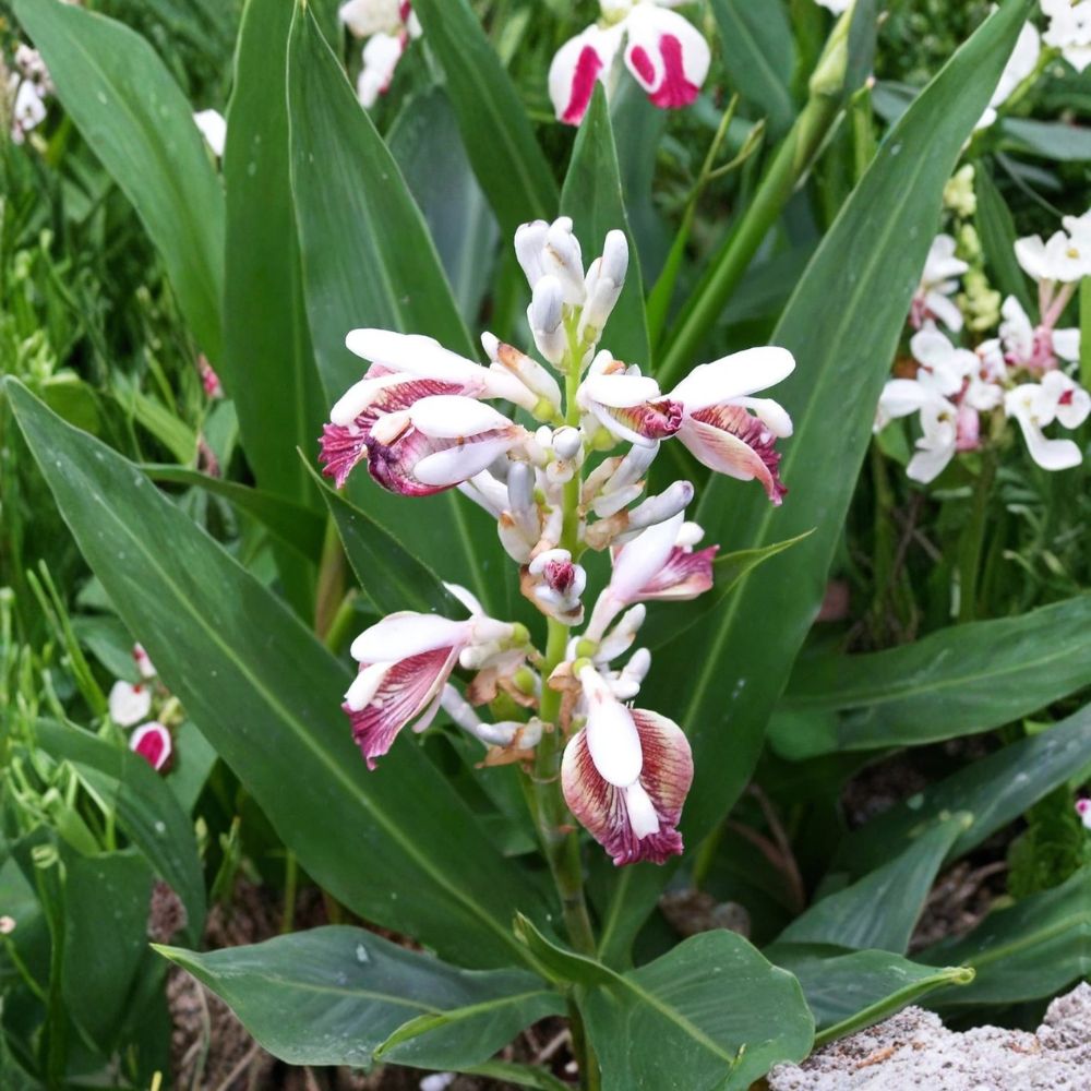 Thai Ginger Live Plant – Alpinia galanga | 3–5 Inches Tall | Rooted Bare Root Plant | Culinary Galangal Herb