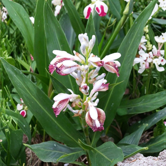 Thai Ginger Live Plant – Alpinia galanga | 3–5 Inches Tall | Rooted Bare Root Plant | Culinary Galangal Herb