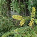 Uwe’s Golden Douglas Fir – Live Golden Evergreen Conifer | 12 Inch Tall Plant | 1 Gallon Pot | Pseudotsuga menziesii