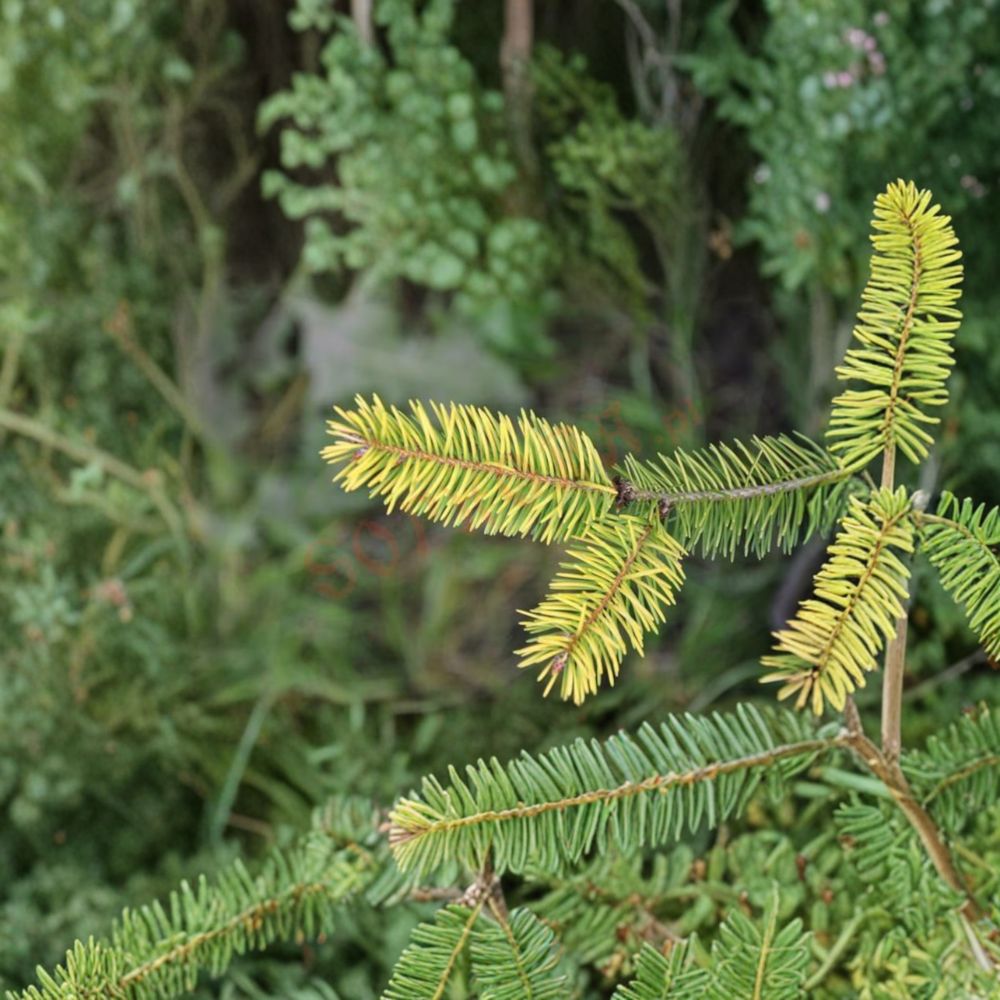Uwe’s Golden Douglas Fir – Live Golden Evergreen Conifer | 12 Inch Tall Plant | 1 Gallon Pot | Pseudotsuga menziesii