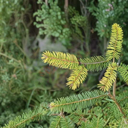 Uwe’s Golden Douglas Fir – Live Golden Evergreen Conifer | 12 Inch Tall Plant | 1 Gallon Pot | Pseudotsuga menziesii