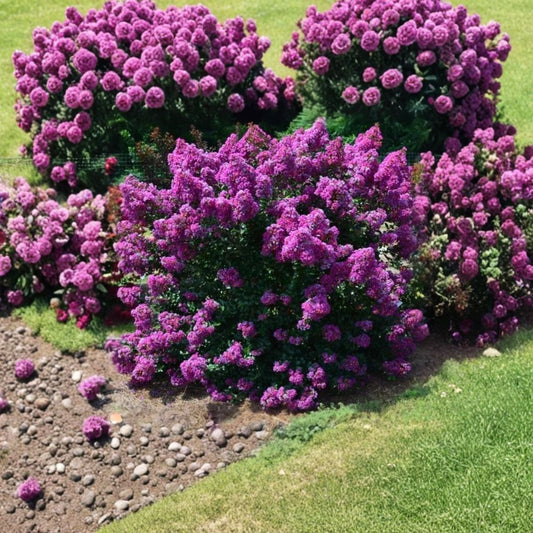 First Editions® Purple Magic Dwarf Crape Myrtle – Lagerstroemia 'Purple Magic' Live Plant | Full Gallon Pot | Purple Flowering Shrub | Easy to Grow