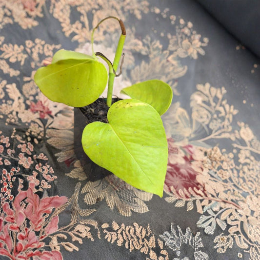 Neon Pothos Live Plant – Rooted Epipremnum aureum | 2 Inch Nursery Pot | Bright Lime Green Foliage | Easy Care Indoor Houseplant