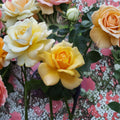 Sunsprite Floribunda Rose – Live Deep Yellow Rose Bush | 1 Gallon Plant | Fragrant Floribunda Rose | Full Sun Garden Shrub | Repeat Blooming Rose