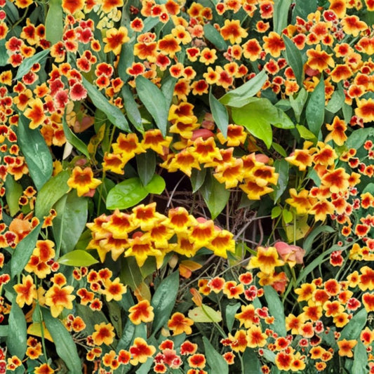 Gold & Crimson Crossvine Live Plant – Bignonia capreolata | Bare Root Starter | Golden Yellow & Orange Trumpet Flowers | Fast Growing Climbing Vine | Pollinator Plant