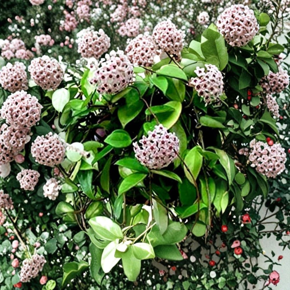 Green Hoya Carnosa – Live Wax Plant | 5 Inches Tall | 3-Inch Nursery Pot | Porcelain Flower | Tropical Houseplant