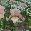 Iris ‘Concertina’ – Reblooming Bearded Iris | 3 Pack #1 Grade Rhizomes | Blush Pink & Peach Perennial Flowers