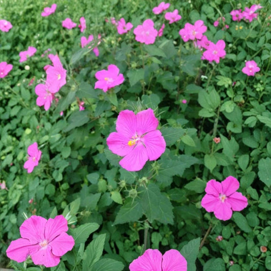 Pavonia Rock Rose Live Plant – Pavonia lasiopetala | 1 Gallon Fully Rooted Plant | Texas Native Mallow | Pink Flowering Shrub | Drought Tolerant Garden Plant