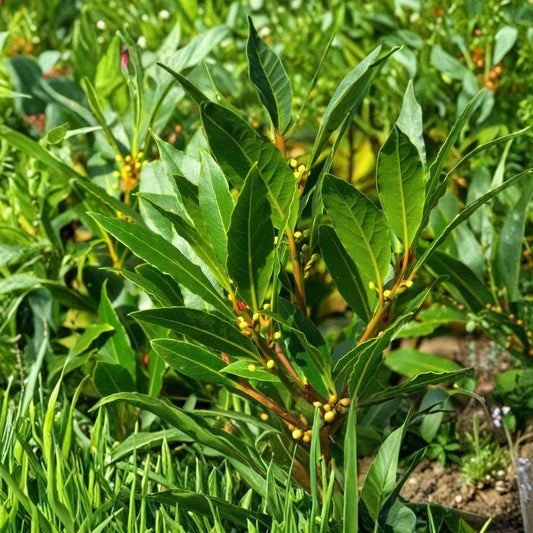 Live Bay Tree – 1 Year Old Healthy Plant | Ships in Nursery Pot | Culinary Herb & Evergreen Laurel | Container Friendly | Easy to Grow
