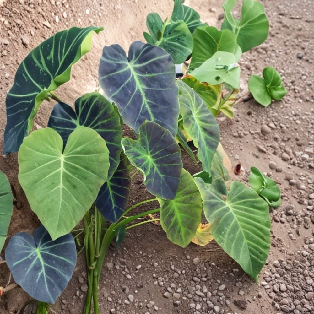 Illustris Colocasia Live Plant – Colocasia antiquorum ‘Illustris’ | 6–15 Inch Starter | Elephant Ear Plant | No Pot | Tropical Ornamental Foliage | Wet Garden & Pond Plant