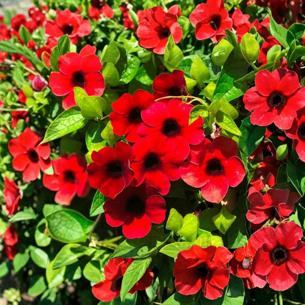 Black Eyed Susan Vine ‘Sunny Susy Cherry’ Live Plant – Thunbergia alata Starter | 6–10 Inches Tall | Red Flowers | 2.5” x 3.5” Pot | Climbing Vine