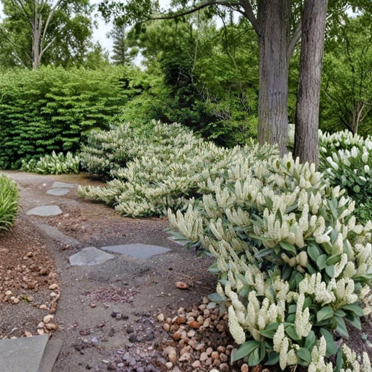 Otto Luyken Cherry Laurel – Prunus laurocerasus Live Plant | 3.5 Inch Pot | Evergreen Hedge Shrub | Fragrant White Blooms