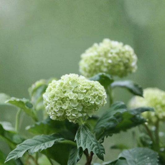 White Viburnum Live Plant – Viburnum Flowering Shrub | 6–12 Inch Starter | Fragrant White Blooms | Hardy Landscape Plant | Zones 3–9
