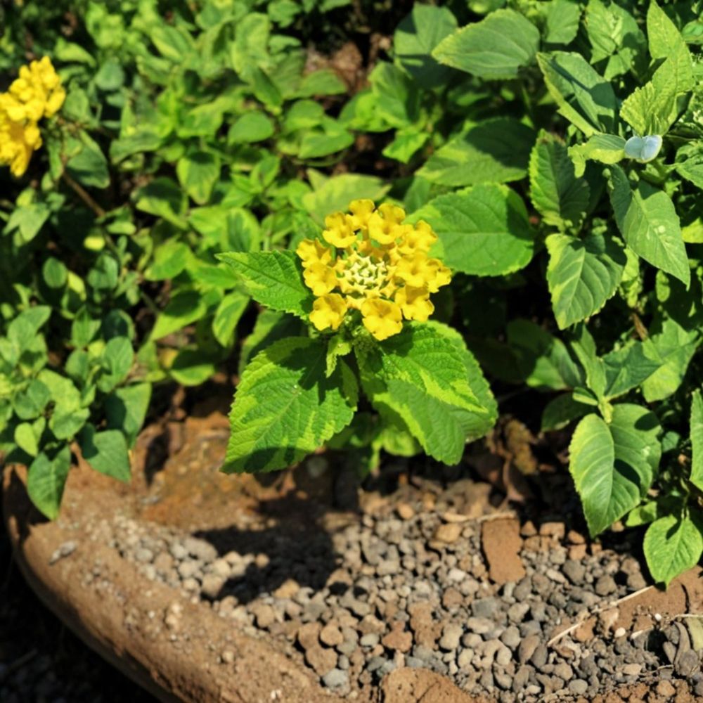 Samantha Lantana Live Plants | 2 Starter Plants | 4–6 Inches Tall | Ships Bare Root (No Pot) | Colorful Flowering Perennial