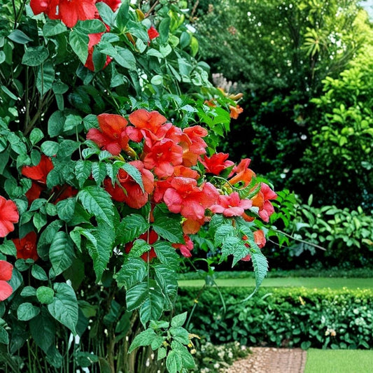 Orange Trumpet Creeper Plant – Live Campsis radicans | Rooted Bare Root Starter | Hummingbird & Butterfly Vine | Orange Red Flowers | Zones 5–9