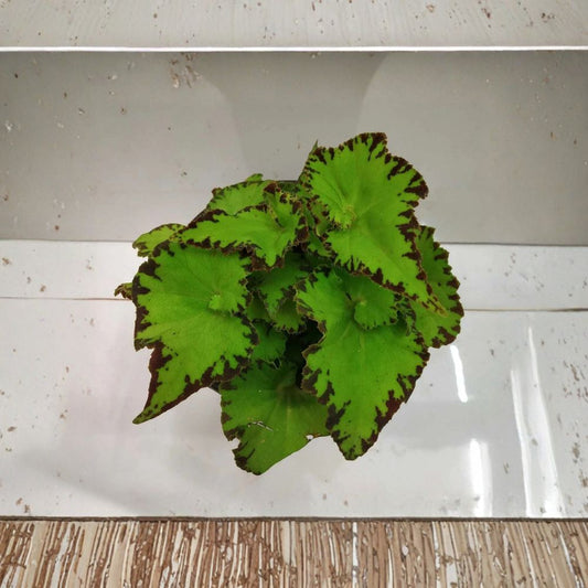 Begonia River Nile Live Starter Plant – Rex Begonia | Shade Grown Indoor Plant | Tropical Foliage Houseplant | Nursery Grown