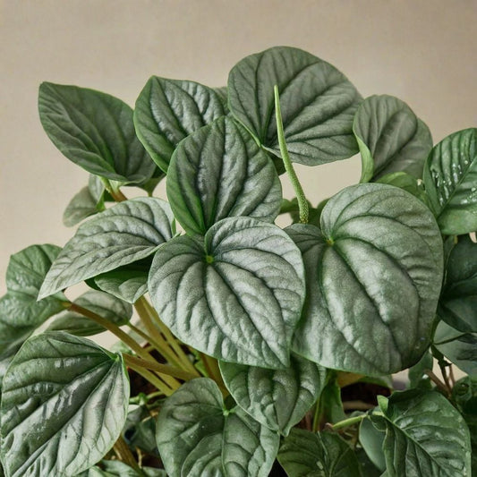 Peperomia Frost Radiator Plant – Live Tropical Houseplant | 4-Inch Pot | Compact Indoor Foliage | Easy Care | Pet Friendly | Low Maintenance