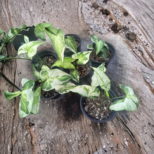 Syngonium ‘Three Kings’ Live Plant – Rooted & Potted | Variegated Arrowhead Plant | Tropical Indoor Houseplant | Easy Care Foliage Plant | Plant Collector Gift
