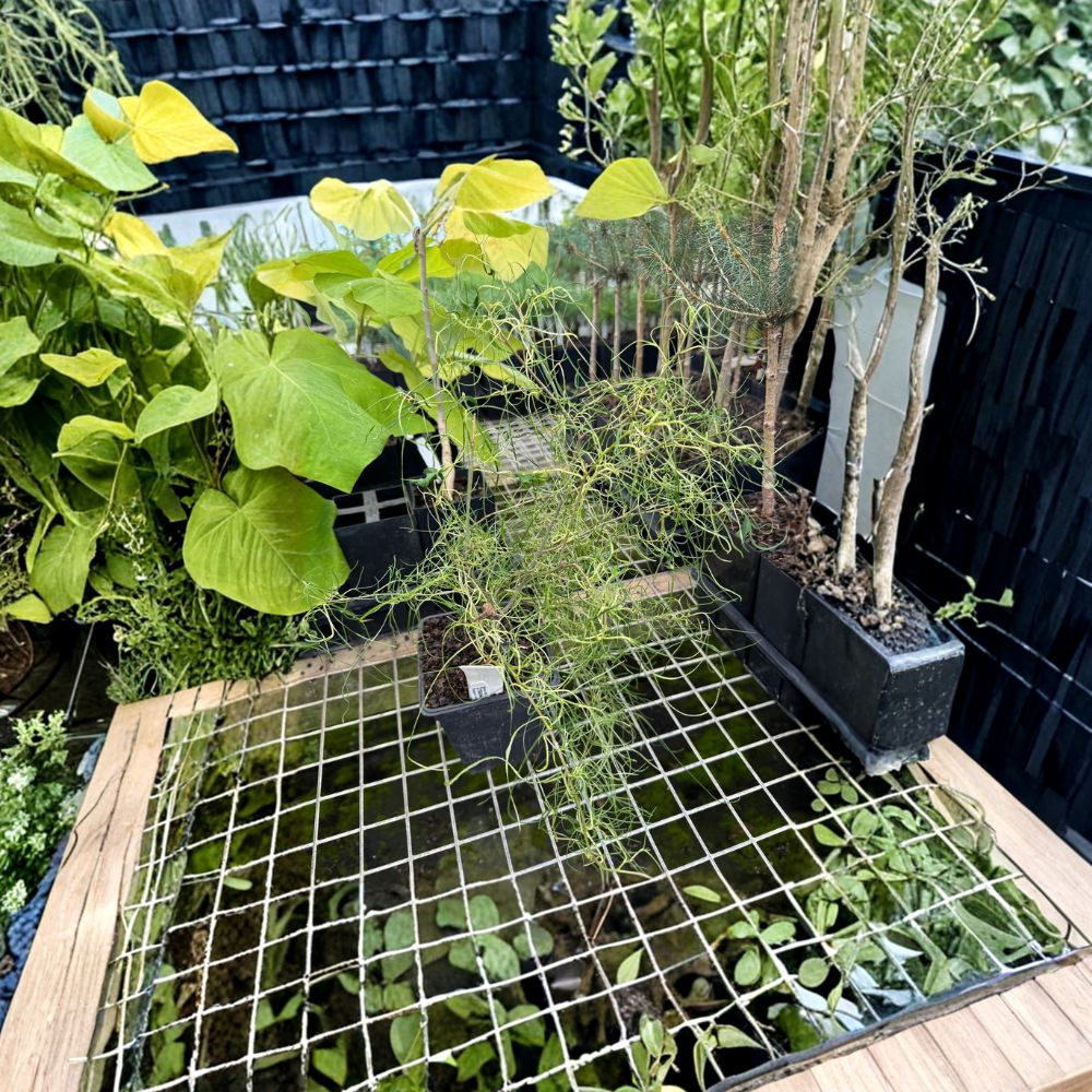 Dwarf Threadleaf Mulberry – Live Ornamental Mulberry Tree | 1 Gallon Pot | Morus alba 'Itoguwa' | Unique Twisted Foliage Plant