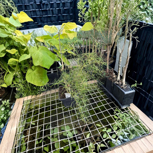 Dwarf Threadleaf Mulberry – Live Ornamental Mulberry Tree | 1 Gallon Pot | Morus alba 'Itoguwa' | Unique Twisted Foliage Plant