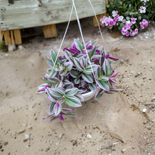 Pink Tradescantia Nanouk Live Plant – Wandering Jew Houseplant | 2 Inch Pot | Pink & Green Foliage | Easy Care Indoor Plant | Trailing Plant
