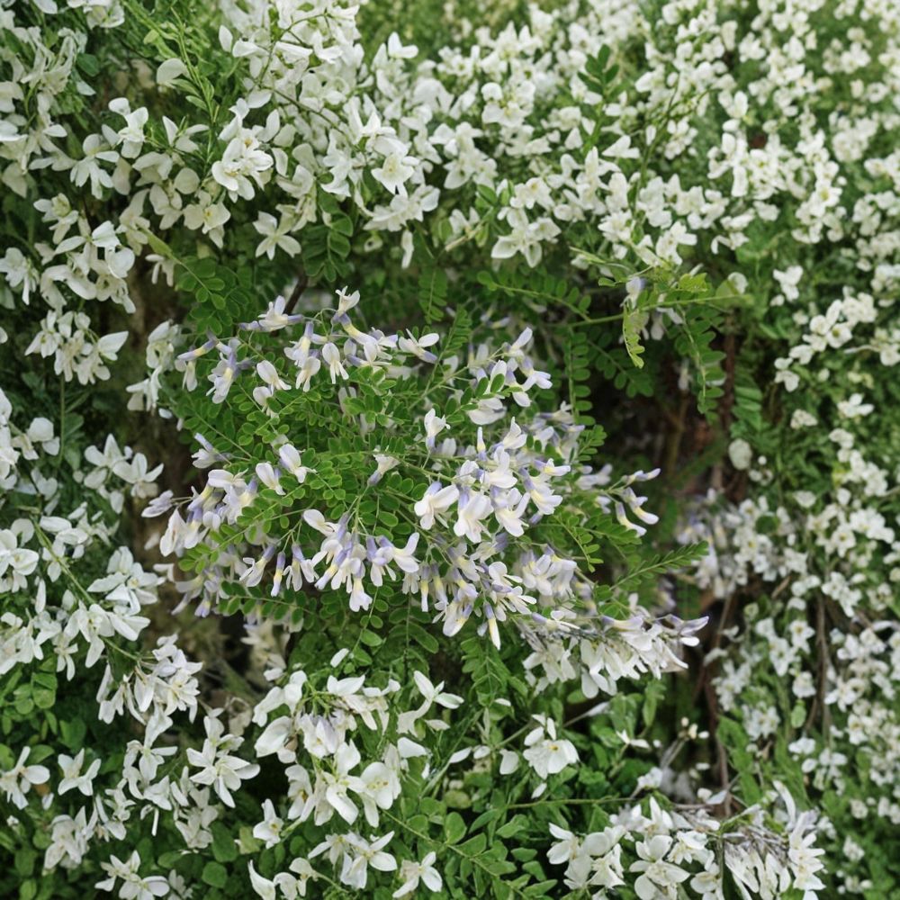 Sophora davidii – Shrub Pagoda Tree Live Plant | Includes 2 Gallon Pot | Drought Tolerant Flowering Shrub | Blue Violet Blooms | Pollinator Friendly