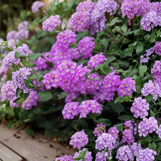 Purple Lantana – Lantana camara Live Plant | 4 Inches Tall | Ships Without Pot | Butterfly-Friendly Flowering Plant