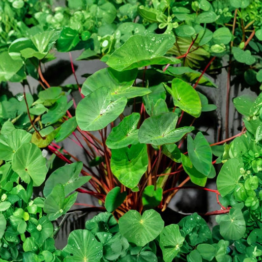 Hawaiian Punch Colocasia – Live Elephant Ear Plant | 3-Inch Starter Plant | Colorful Pink to Red Stems | Tropical Foliage | Pondside & Container Plant