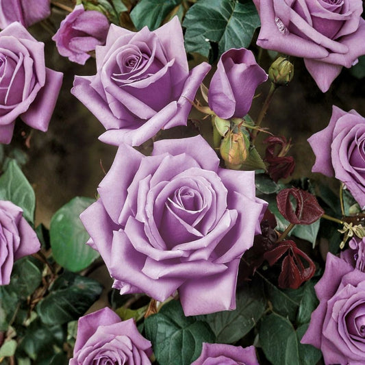 Blue Girl Rose – Rosa Live Unrooted Cuttings | 3 Pack | 6 Inches Long | Lavender-Blue Rose | Easy to Propagate